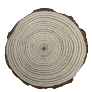 Cross-section of a tree trunk showing growth rings.
