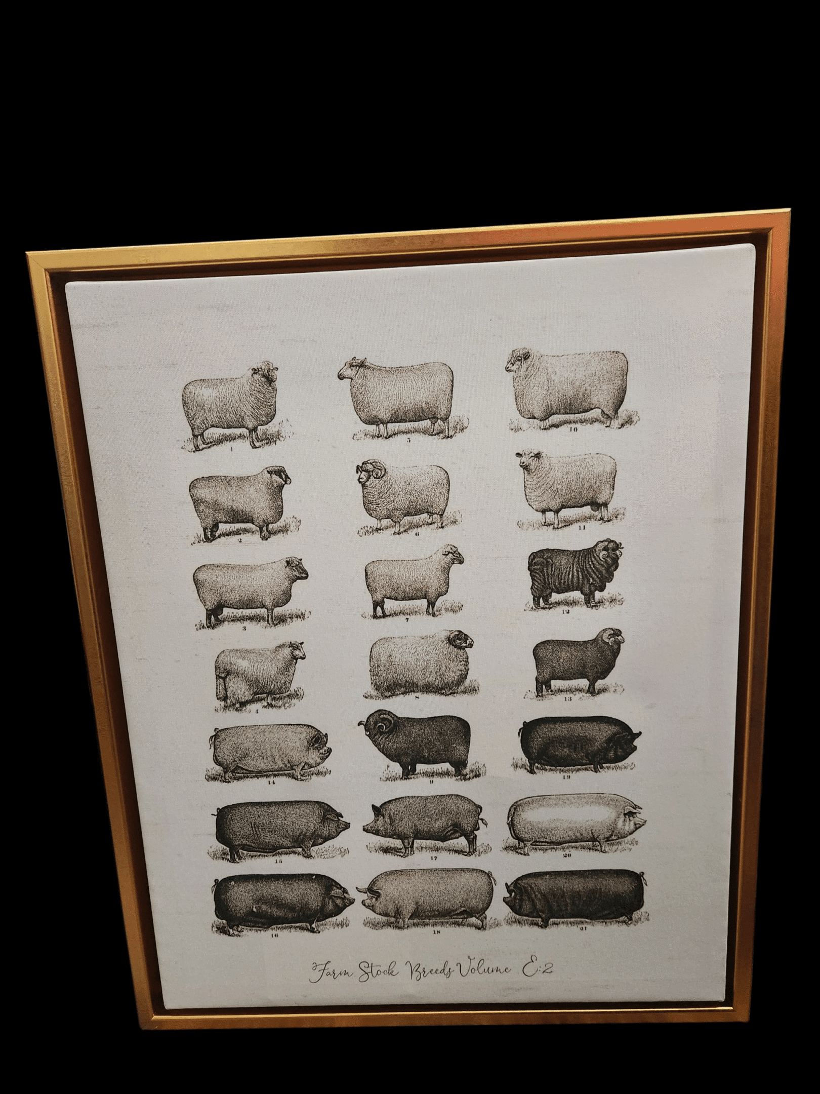 Framed chart displaying different pig breeds in black and white illustrations.
