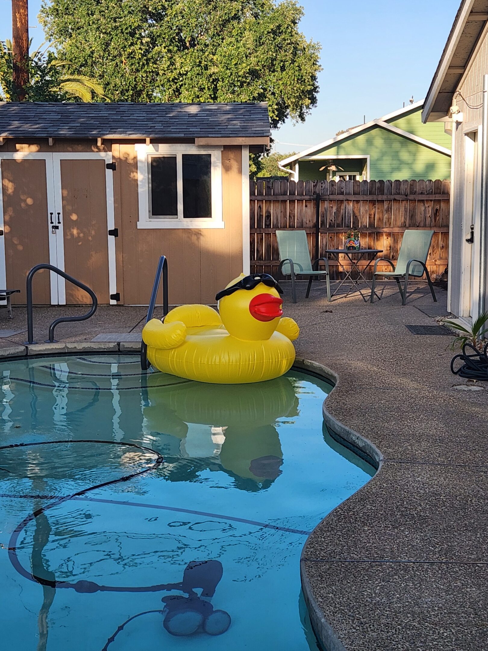 Large inflatable yellow duck floating in a backyard pool on a sunny day.